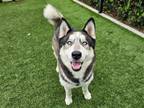 Adopt ROMAN a Gray/Blue/Silver/Salt & Pepper Siberian Husky / Mixed dog in