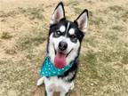 Adopt RIVER a Black Siberian Husky / Mixed dog in Tustin, CA (37864046)
