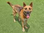 Adopt CHURCHILL a German Shepherd Dog / Mixed dog in Tustin, CA (38017510)