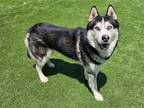 Adopt DANE a Black Siberian Husky / Mixed dog in Tustin, CA (38016561)