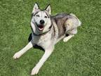 Adopt DARCY a Black Siberian Husky / Mixed dog in Tustin, CA (37960226)