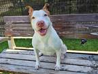 Adopt REBA a Red/Golden/Orange/Chestnut Pit Bull Terrier / Mixed dog in Tustin