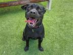 Adopt BUDDY a Black Labrador Retriever / Mixed dog in Tustin, CA (37977269)