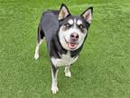 Adopt CHEYENNE a Black Siberian Husky / Mixed dog in Tustin, CA (38017511)