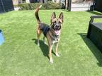 Adopt CHLOE a German Shepherd Dog / Mixed dog in Tustin, CA (38017522)