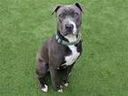 Adopt DODGER a Gray/Blue/Silver/Salt & Pepper Pit Bull Terrier / Mixed dog in