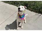 Adopt JULIE a White Dalmatian / Mixed dog in Tustin, CA (37861122)