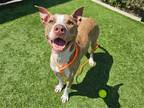 Adopt KENNY a Brown/Chocolate Pit Bull Terrier / Mixed dog in Tustin