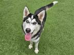 Adopt BLAKE a Black Siberian Husky / Mixed dog in Tustin, CA (37861091)