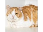 Adopt Valentine a Orange or Red (Mostly) Domestic Shorthair / Mixed cat in