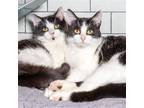 Adopt Lois & Mabel a Black & White or Tuxedo Domestic Shorthair / Mixed cat in