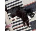 Adopt Senora a Black & White or Tuxedo Domestic Shorthair / Mixed cat in