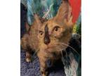 Adopt Nala - Center a Tortoiseshell Domestic Shorthair / Mixed (short coat) cat