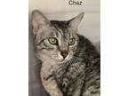 Adopt Chaz - Center a Gray, Blue or Silver Tabby Egyptian Mau / Mixed (short