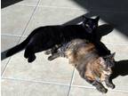 Adopt Miera and Maddox-Petsmart Plantation Foster Home a Domestic Shorthair /