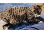 Adopt Gatzia - Petsmart Foster Home a Brown Tabby Domestic Shorthair / Mixed