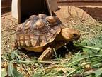 Adopt Blackout a Tortoise reptile, amphibian, and/or fish in San Tan Valley