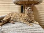 Adopt Aurora Cloud a Orange or Red Domestic Shorthair / Mixed (short coat) cat