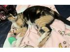 Adopt Vayne Ala a Calico / Mixed (short coat) cat in Chandler, AZ (37946513)