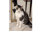 Adopt Daphne Joan a Gray, Blue or Silver Tabby Domestic Shorthair / Mixed (short