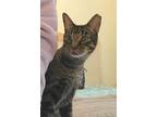 Adopt Tiger Lasalle a Gray, Blue or Silver Tabby Domestic Shorthair / Mixed