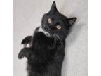 Adopt Sharpie a All Black Domestic Shorthair / Mixed cat in Milford