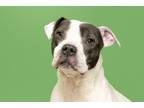 Adopt Marvin a Pit Bull Terrier, Mixed Breed