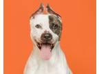 Adopt Patch a Pit Bull Terrier, Mixed Breed