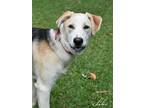 Adopt Jake a Tricolor (Tan/Brown & Black & White) German Shepherd Dog / Labrador