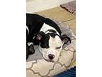Adopt Dennis a Black - with White Pit Bull Terrier / Mixed dog in Spring