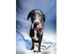 Adopt Drew / Marilyn a Great Dane / Mixed dog in Bullard, TX (37382629)