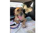 Adopt Earl a Great Dane / Mastiff / Mixed dog in Bullard, TX (38040204)