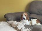 Adopt Clover a Tricolor (Tan/Brown & Black & White) Beagle / Mixed dog in Lewis