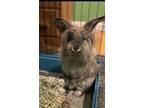 Adopt Selma a Netherland Dwarf / Mixed rabbit in Oakland, NJ (38007307)