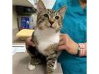 Adopt Mk a Domestic Shorthair / Mixed cat in Salisbury, MD (37999060)