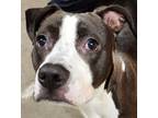 Adopt Harlyn a Pit Bull Terrier / Mixed dog in Lexington, KY (38032955)