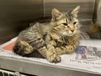 Adopt 2023-05-019 a Domestic Longhair / Mixed (short coat) cat in Winder