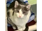 Adopt Blossom a Domestic Shorthair / Mixed (short coat) cat in South Bend