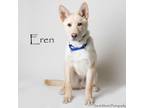 Adopt Eren a German Shepherd Dog, Mixed Breed