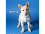 Adopt Armin a German Shepherd Dog, Mixed Breed