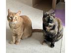 Adopt ???? Spice & Pumpkin a Tortoiseshell American Shorthair (short coat) cat