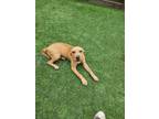 Adopt Lewi a Tan/Yellow/Fawn Mixed Breed (Medium) / Mixed dog in Richmond