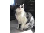Adopt Banner a Gray or Blue (Mostly) Domestic Mediumhair (medium coat) cat in