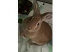 Adopt Vern a Tan Lionhead / Mixed (short coat) rabbit in McArthur, OH (37804713)