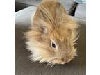 Adopt Hank a Tan Lionhead / Mixed (long coat) rabbit in McArthur, OH (37804724)