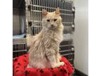 Adopt Michael Jackson a Domestic Long Hair