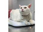 Adopt Che a Domestic Shorthair / Mixed (short coat) cat in Cincinnati