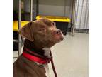 Adopt Bruno a American Staffordshire Terrier, Chocolate Labrador Retriever