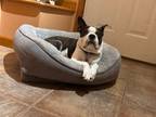 Adopt Roscoe a Boston Terrier