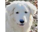 Adopt Ralphie in OH - Adores People, Dogs & Treats! a Great Pyrenees